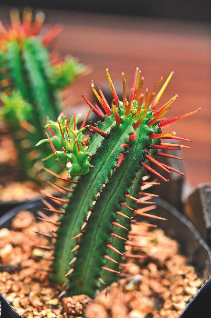 7 piante grasse per creare un angolo esotico sul tuo balcone 7 piante grasse per creare un angolo esotico sul tuo balcone
