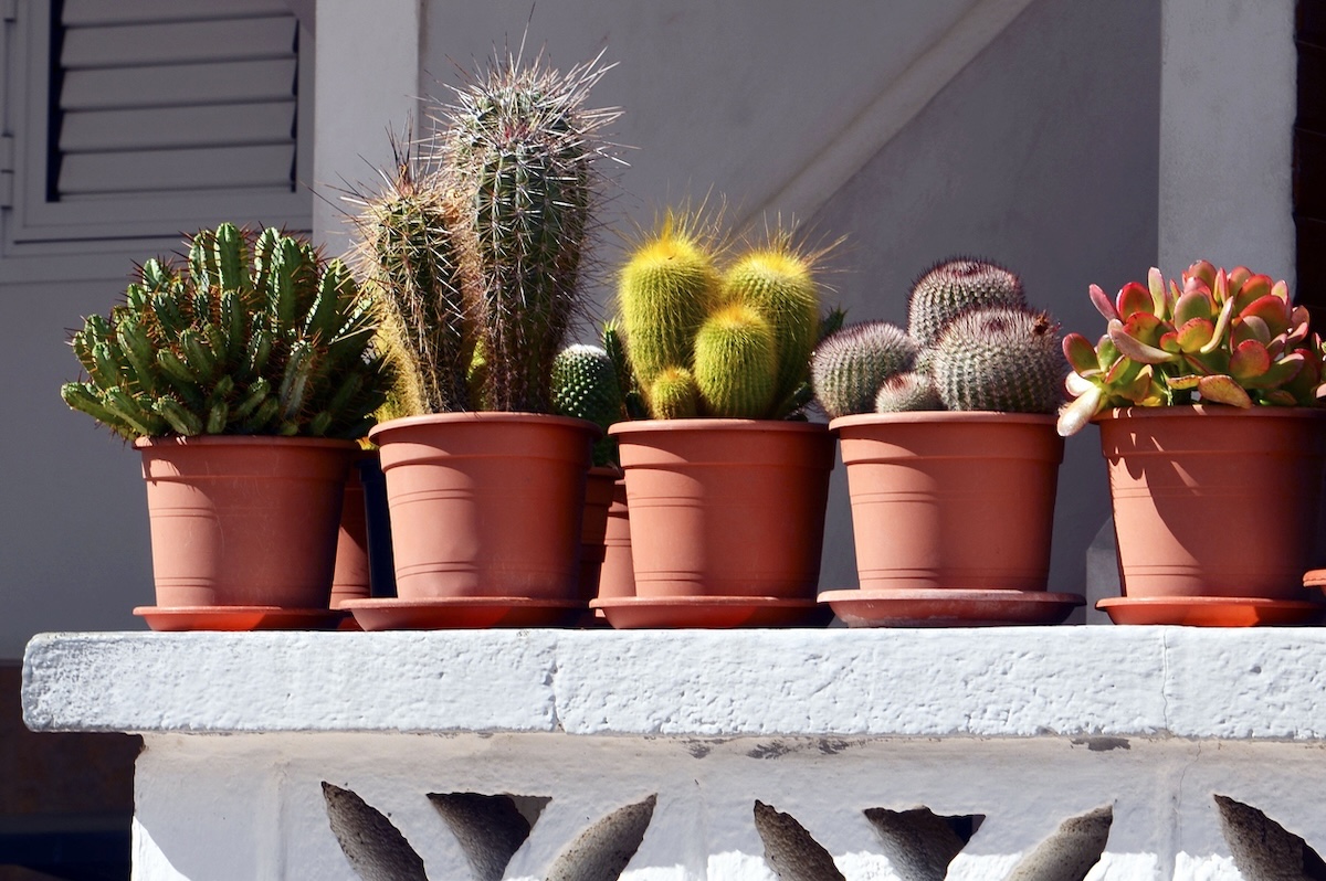 7 piante grasse per creare un angolo esotico sul tuo balcone 7 piante grasse per creare un angolo esotico sul tuo balcone