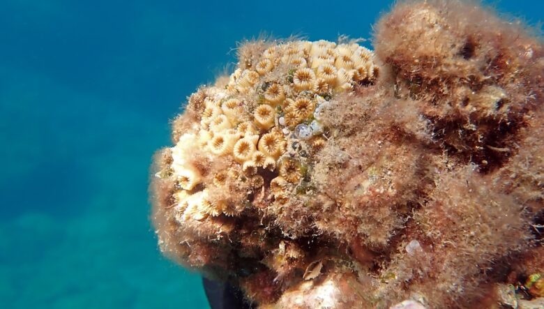 I coralli del mediterraneo, la Cladocora caespitosa