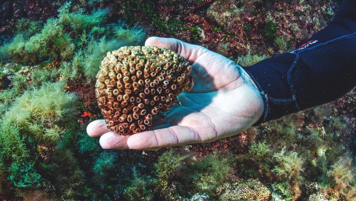 Non solo Maldive: scopri i coralli che si nascondono nel nostro Mediterraneo (e come proteggerli) Non solo Maldive: scopri i coralli che si nascondono nel nostro Mediterraneo (e come proteggerli)