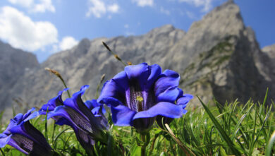 Piante di montagna: perché sono un tesoro per benessere e pelle (e a cosa fare attenzione)