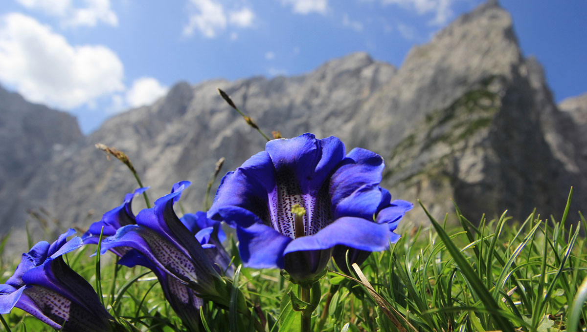 Piante di montagna: perché sono un tesoro per benessere e pelle (e a cosa fare attenzione) Piante di montagna: perché sono un tesoro per benessere e pelle (e a cosa fare attenzione)