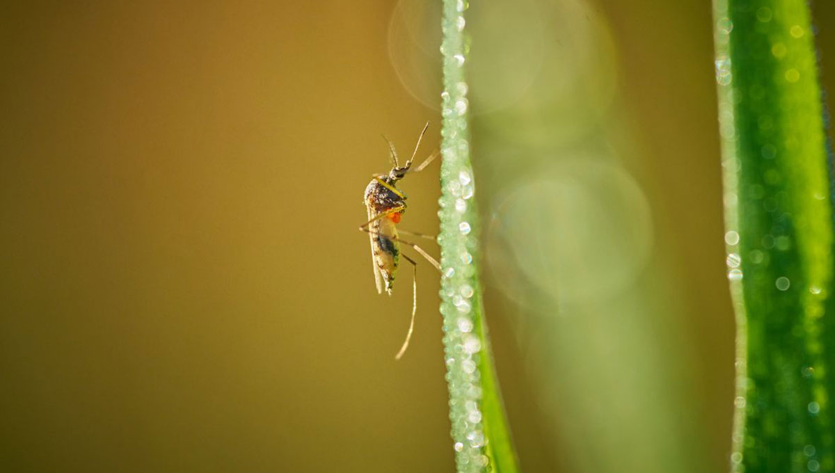 Virus West Nile, i sintomi e le persone più a rischio Virus West Nile, i sintomi e le persone più a rischio