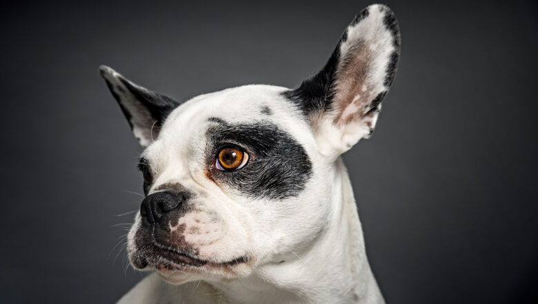 cane Bulldog francese