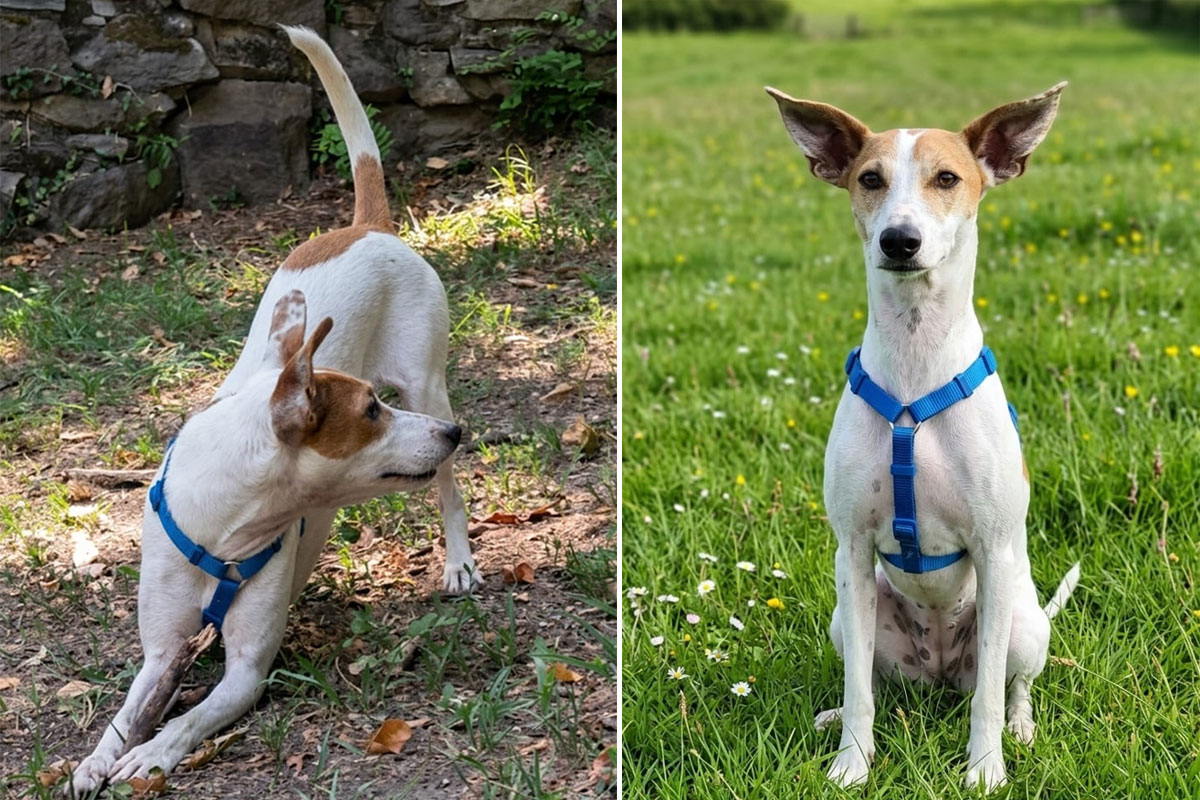 Orecchie del cane che puzzano: e se fosse otite? Come riconoscerla e il test dell’udito Orecchie del cane che puzzano: e se fosse otite? Come riconoscerla e il test dell’udito