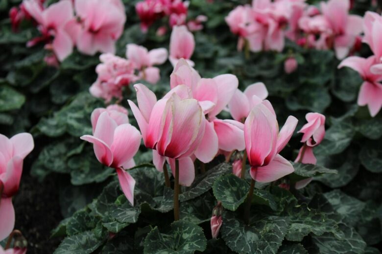 Fiori, ciclamino