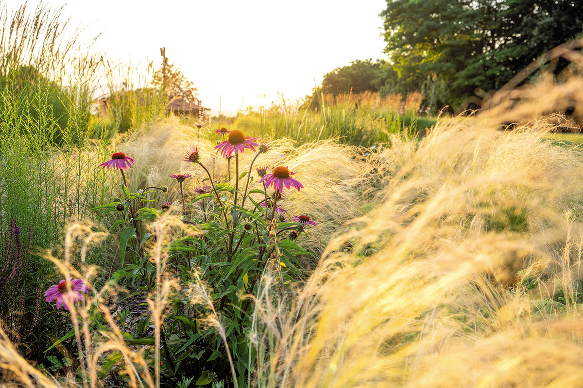 Healing gardens, i giardini terapeutici progettati per aiutare i pazienti
